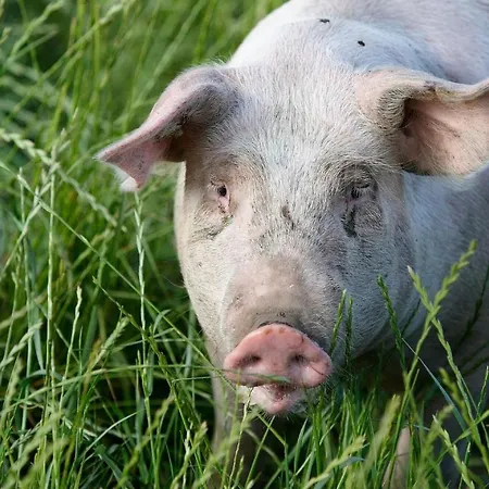 Zauchenseeblick Thunhart Apartment Altenmarkt im Pongau